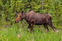 030 Alaska Highway, eland